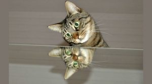 kitty and reflection